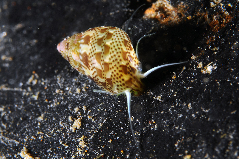 Tricolia pullus 28-06-13